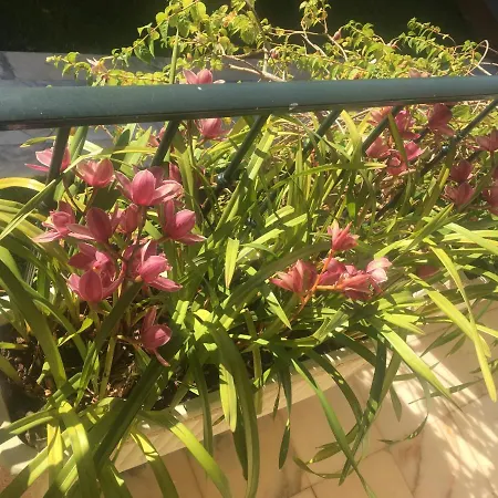 Villapalmeira Sintraguest *